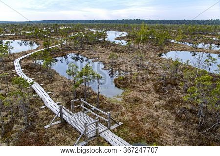 Aerial View Of Kemeri Great Swamp Wetland Landscape: Wooden Footpath On The Bog Spring In Kemeri Nat