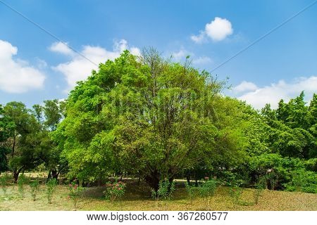 Grenery View A Light Green Tree On The Lawn In Public Park With Clouds With Nature Background In Blu