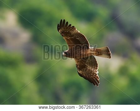 The Booted Eagle in flight (Aquila pennata)