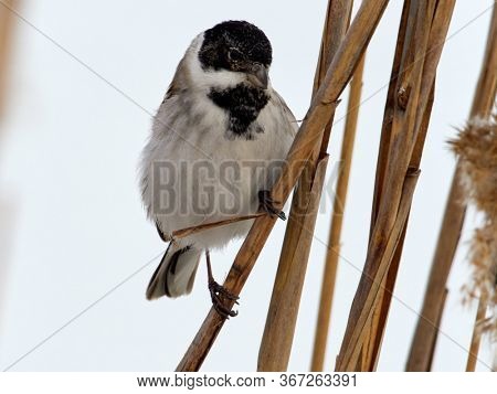 Beautiful nature scene with Common Reed Bunting (Emberiza schoeniclus). Wildlife shot of Common Reed Bunting (Emberiza schoeniclus) on the grass