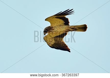 The Booted Eagle in flight (Aquila pennata)