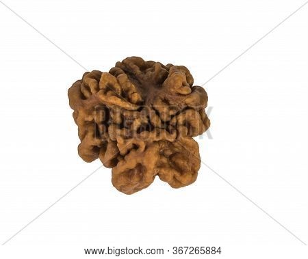 A Small Mushroom Gyromitra Isolated On A White Background. Spring Mushrooms.