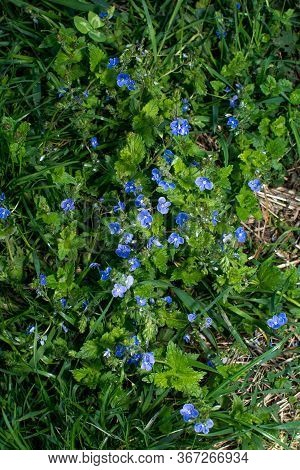 Veronica Chamaedrys - Blue Blossoms Bird's-eye Speedwell, Veronica Chamaedrys.