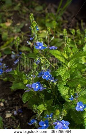 Veronica Chamaedrys - Blue Blossoms Bird's-eye Speedwell, Veronica Chamaedrys.