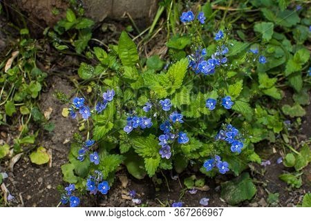 Veronica Chamaedrys - Blue Blossoms Bird's-eye Speedwell, Veronica Chamaedrys.