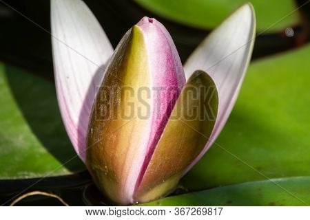 Fresh Unopened Pink Water Lily Flower, Nymphaea Lotus, Nymphaea Sp. Hort., On A Green Leaves Backgro