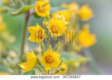 Yellow Bells Flowers Of Lysimachia Punctata, Dotted Loosestrife, Large Yellow Loosestrife Or Spotted