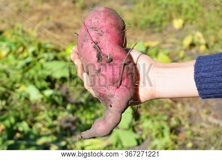 Harvesting Sweet Potatoes. A Woman Is Holding Large Sweet Potato Tuber In Hand In The Vegetable Gard