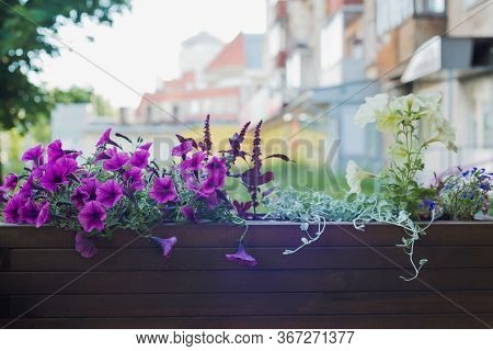 Petunia, Ageratum, Lobelia, Amaranth, Dichondra In Wooden Container Flower Pot Outside, Outdoors Pla