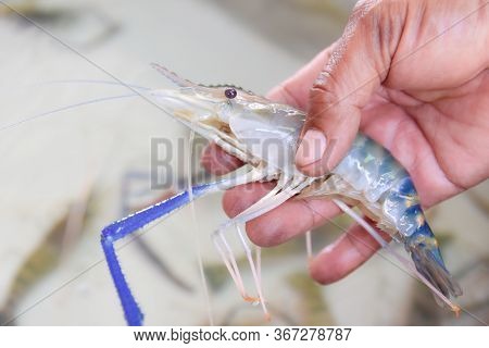 Close-up Macrobrachium Rosenbergii In The Farmmer' Hand. Macrobrachium Rosenbergii, Also Known As Th