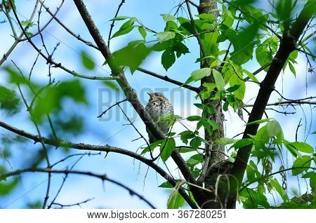 A Chick Is Sitting On A Tree Branch. The Fieldfare (turdus Pilaris) Is A Member Of The Thrush Family