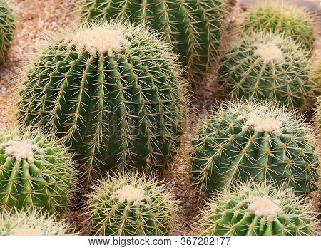 Cactus On The Rocks In The Botanic Garden Of Thailand