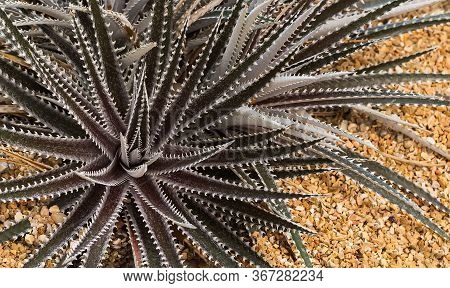 Dark Green Succulent Growing On The Yellow Stones