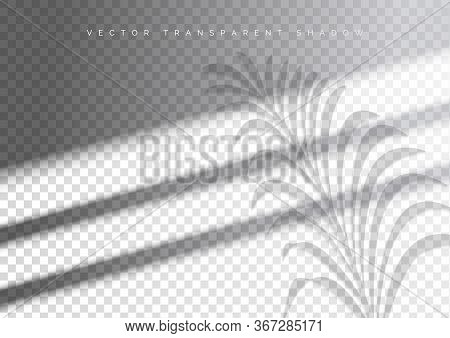 The Transparent Shadow Overlay Effect. Tropic Leaf And Window Blind. Mockup With Overlay A Palm Leaf