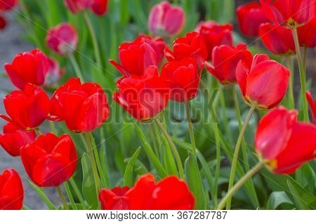 Beautiful Bright Red Tulips In The Photo With A Blurred Background And Soft Focus Trick For Greeting