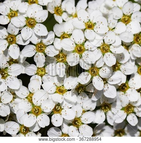 Thunberg Spirea (spiraea Thunbergii) Bush In Blossom. Background Of White Flowers