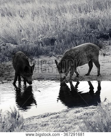 Young Wild Boars Drinks At Watering Place With Reflections On Water At Sunny Summer Evening. Black A