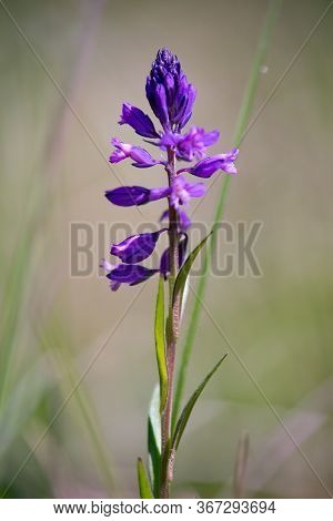 Blue To Purple Herb Vítch Crested - Polygala Comosa.