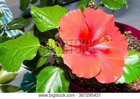 Blossoming Red Hibiscus Flower Surrounded By Green Leaves And Branches. September 28, 2019. Madrid. 