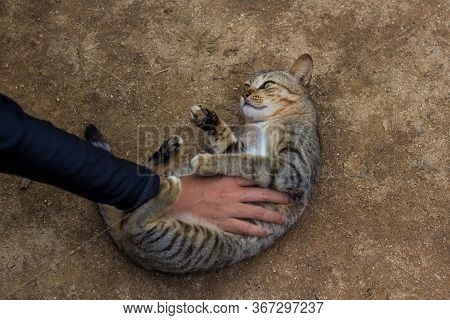 Cat On The Floor Sleeping To Scratch The Stomach Spellbound.