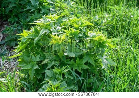 Close-up Of A Sida Hermaphrodita Plant In Agricultural Field With Large Lobed Leaves