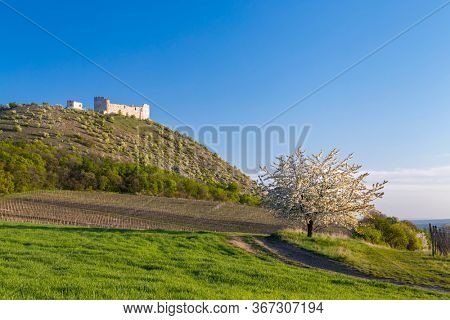Spring landscape near Pavlov with Devicky ruins in Palava, Southern Moravia, Czech Republic