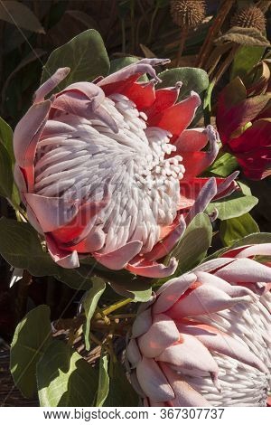 The King Protea is the national flower of South Africa, and an indigenous fynbos variety.