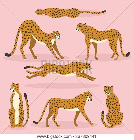 Collection Of Cute Hand Drawn Cheetahs On Pink Background, Standing, Stretching, Running And Walking