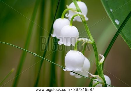 Lilies Of The Valley In Early Spring. Glade Of Lilies Of The Valley In The Forest. White Lilies Of T