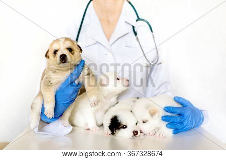 Cute Puppy On Hands At A Vet. Four Fluffy Spotted White Puppies.care For Pet. Little Red Dog On Whit