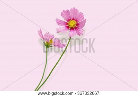 Element For Design. Flower Close Up Background. Flowers For Postcard And Home Decoration. Beautiful 