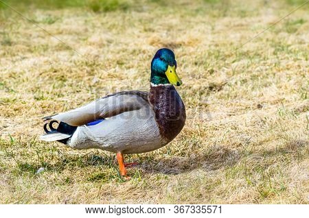A Beautiful Drake Green Head In Sprind