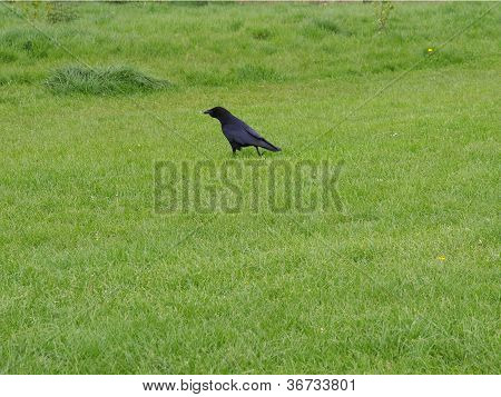 Black crow