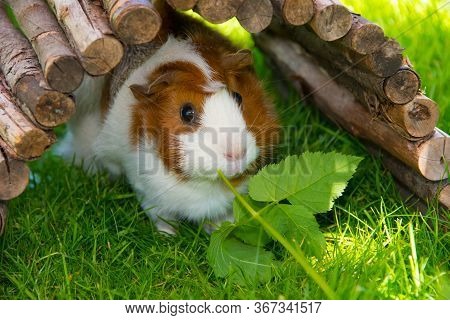 Meerschweinchen Auf Gras