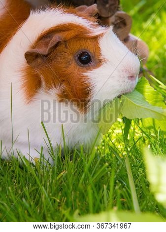 Meerschweinchen Frisst Unter Freiem Himmel