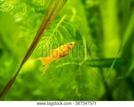 Yellow Molly Fish (poecilia Sphenops) Swimming On A Fish Tank With Blurred Background