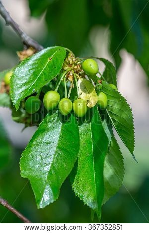 Black Cherry Aphids (myzus Cerasi) On A Bunch Of Green Cherries And Leaves On A Branch Copy Space Fo