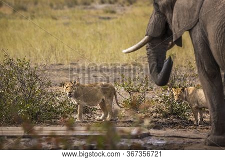 African Bush Elephant And Two Lioness At The Same Waterpond In Kruger National Park, South Africa ; 