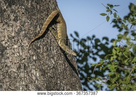 Rock Monitor On A Trunk In Kruger National Park, South Africa ; Specie Varanus Albigularis Family Of