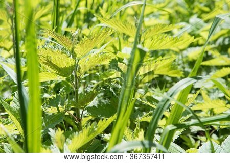 Young And Juicy Nettle Leaves. The Sun Shines Through The Leaves. Beautiful Spring Summer Optimistic