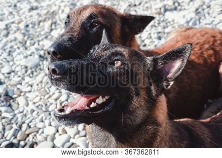 Two Malinois On The Beach, In Nature, Playing And Swimming Together