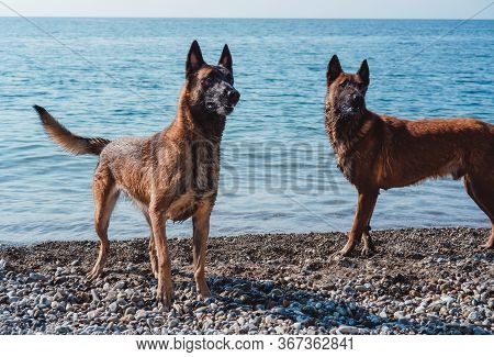 Two Malinois On The Beach, In Nature, Playing And Swimming Together