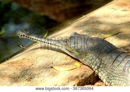 The Gharial (gavialis Gangeticus), Also Known As The Gavial Or The Fish-eating Crocodile.