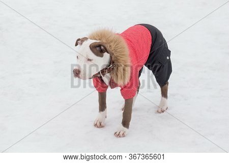 Cute American Pit Bull Terrier Puppy Is Standing On A White Snow In The Winter Park. Pet Animals.