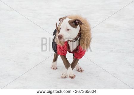 Cute American Pit Bull Terrier Puppy In Beautiful Pet Clothing Is Standing In The Winter Park. Pet A
