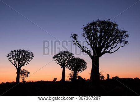 Silhouette Of A Quiver Trees , Aloe Dichotoma, At Orange Sunset With Carved Branches On Against The 