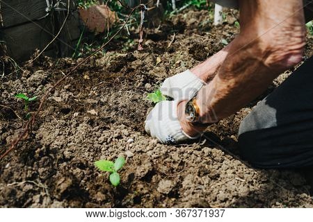 The Hands Of An Elderly Man Plant A Seedling Of Cucumbers. Cucumber Sprout. Planting Cucumbers In Th