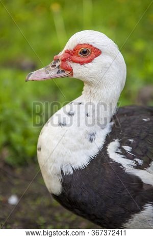A Muscovy Duck Female Walking Outside On The Grass.