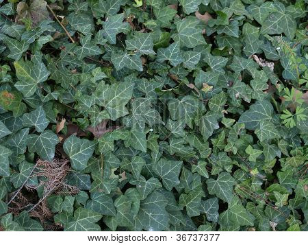 Ivy picture