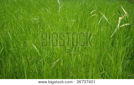 Grass meadow